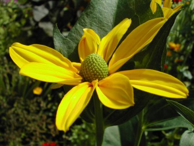 erste_Rudbeckie.jpg