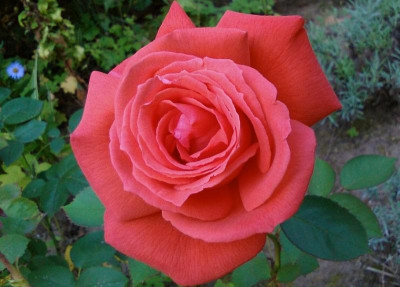 Roseoftheday.jpg