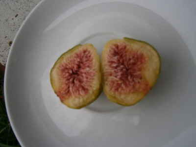 Feigenbaum Stgt Parlerstr 007.JPG