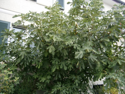 Feigenbaum Stgt Parlerstr 001.JPG