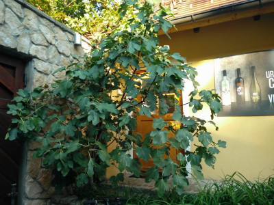 IMG_20160913_163820.jpg