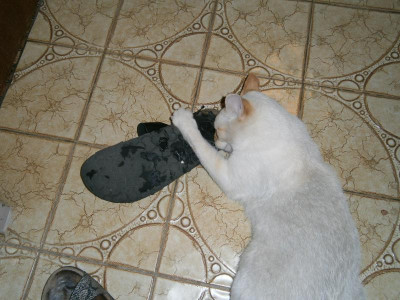 Pablo putzt Schuhe 003.JPG