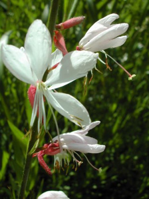 erste_Gaura.jpg