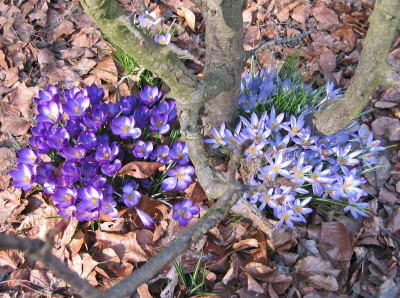 new_Crocus-Mix.jpg