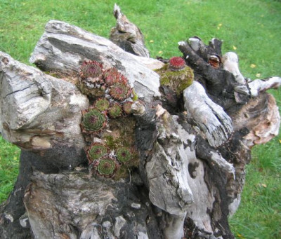 SempervivenGespenst.jpg