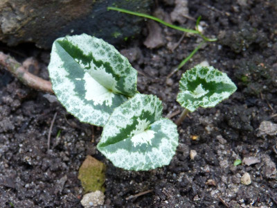 2016-09-16 Cyclamen 1.jpg