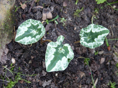 2016-09-16 Cyclamen 2.jpg