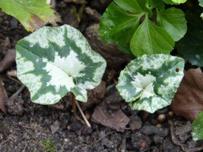 2016-09-16 Cyclamen 3.jpg