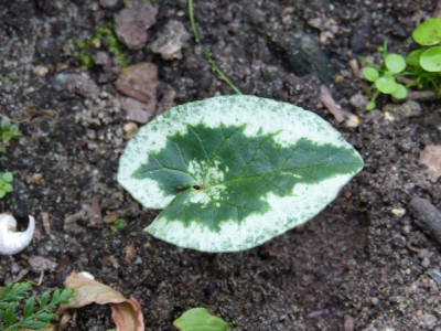 2016-09-16 Cyclamen 4.jpg