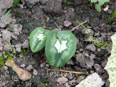 2016-09-16 Cyclamen 5.jpg
