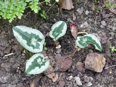 2016-09-16 Cyclamen 6.jpg