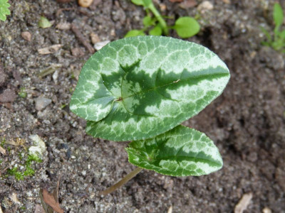 2016-09-16 Cyclamen 7.jpg