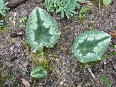 2016-09-16 Cyclamen 8.jpg