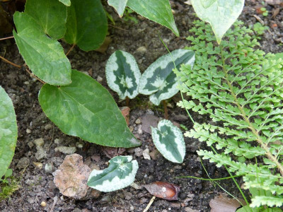 2016-09-16 Cyclamen 9.jpg