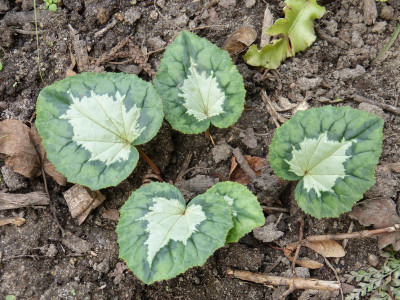 2016-09-16 Cyclamen 10.jpg