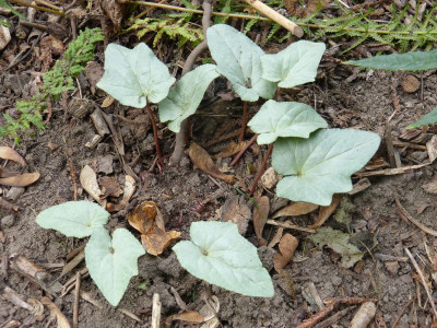 2016-09-16 Cyclamen 11.jpg