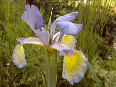 Iris_spuria_lila_gelb.jpg