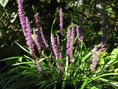liriope musc. ingwersen (1).JPG