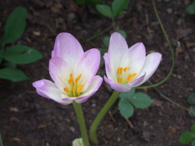 DSCF3455.JPG