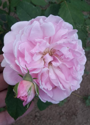 lilac_rose.jpg