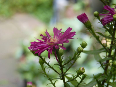 2016-09-17 Aster 'Winston Churchill'.jpg