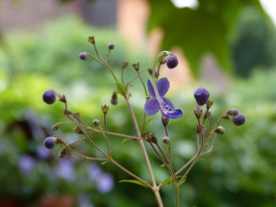 2016-09-17 Caryopteris divaricatus.jpg