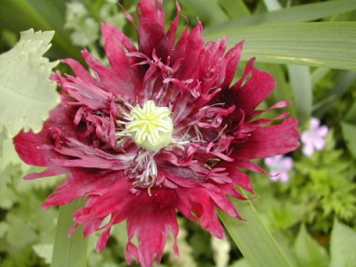 Anemones_Zackenmohn.jpg