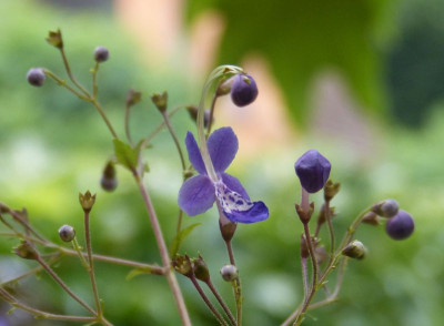 2016-09-17 Caryopteris divaricatus 2.jpg