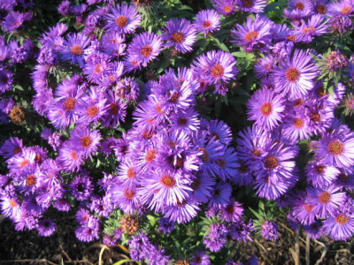 Aster_Purple_Dome.jpg