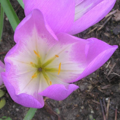 colchicum bornmüllerii 2q.jpg