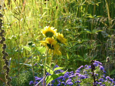 2016-09-18 Gartenimpressionen 2.jpg