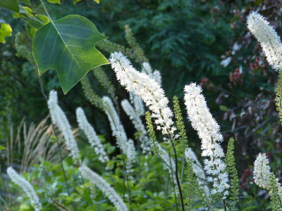 2016-09-18 Gartenimpressionen 3.jpg
