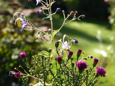 2016-09-18 Gartenimpressionen 5.jpg