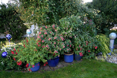 Fuchsie1607.jpg