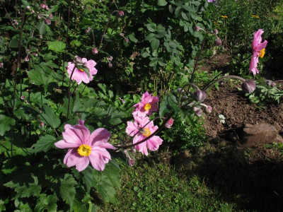 anemone16.img.JPG
