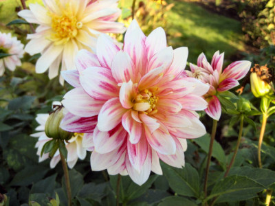 Dahl._Gardenshow.jpg