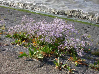 Limonium.jpg
