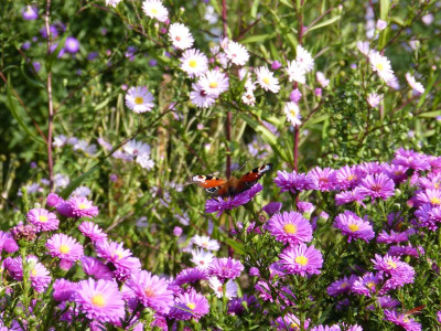 2016-09-18 Gartenimpressionen 7.jpg