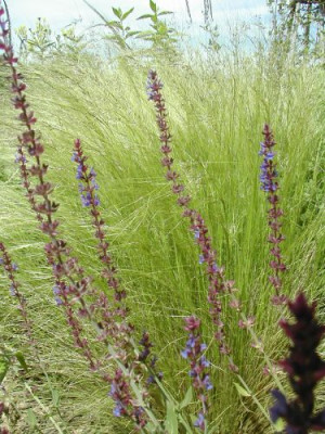 Salvia_Caradonna_Stipa.jpg