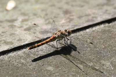 Libelle.JPG