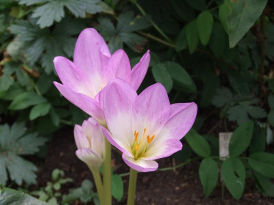DSCF3461.JPG