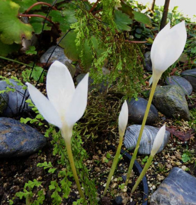 Crocus banaticus 'First Snow' ...   19.9.16 004.jpg