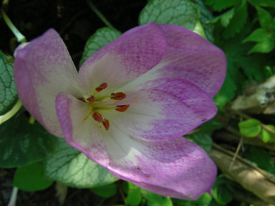 DSCN5313.JPG