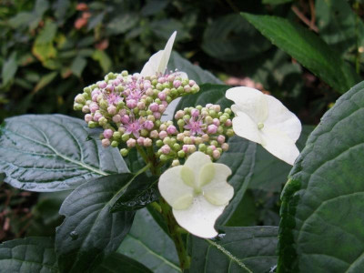 Hydrangea macrophylla Veitchii Hamburg [1280x768].jpg