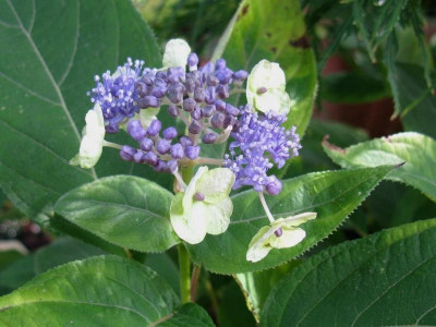 Hydrangea involucrata Viridiscens [1280x768].jpg