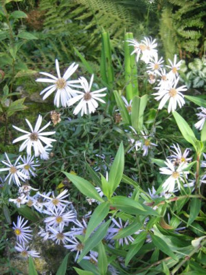 Aster_pyrenaus_lutetia_3712_r1.jpg