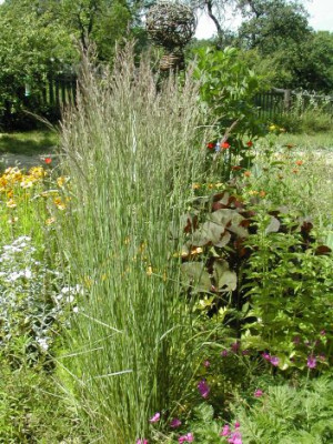 Calamagrostis_Overdam.jpg