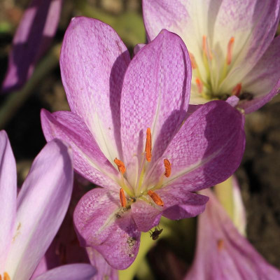 GidW-VIOLET QUEEN-q.jpg