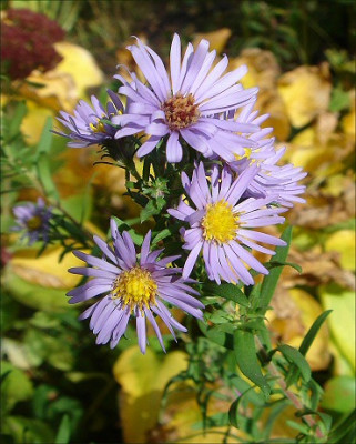 Aster_x_amethystinus.jpg