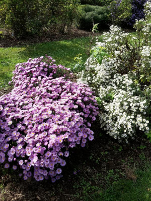 aster_dumosus_kassel.jpg